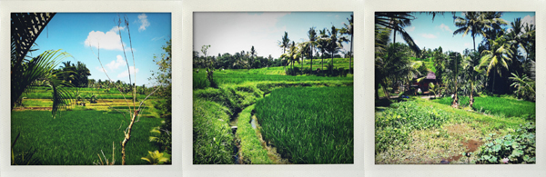 Bali - Rizières