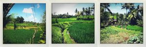 Bali - Rizières