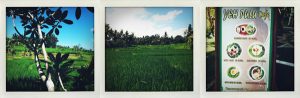 Bali - Rizières